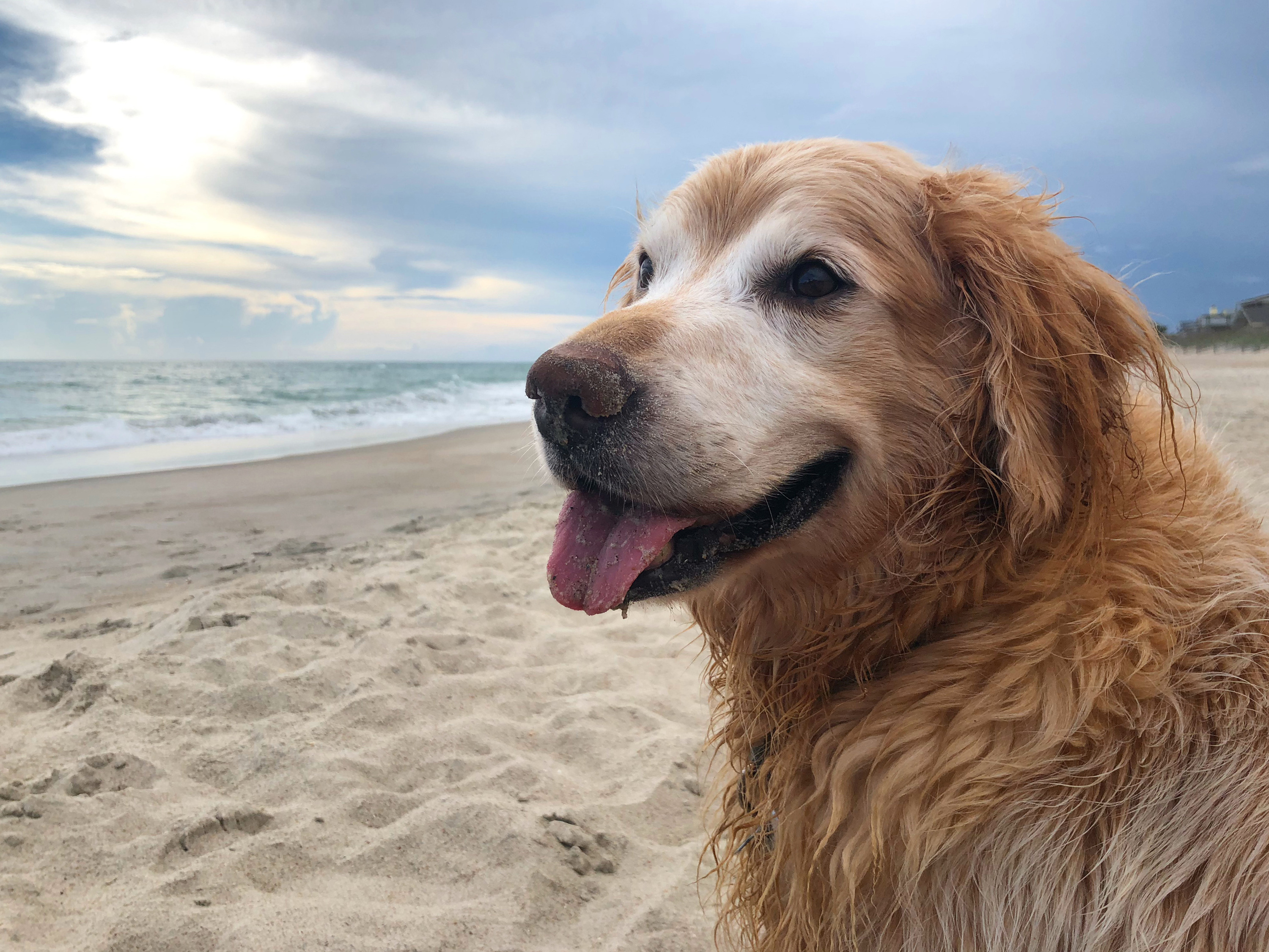 Obituary honors Charlie, the golden retriever that loved everything ...