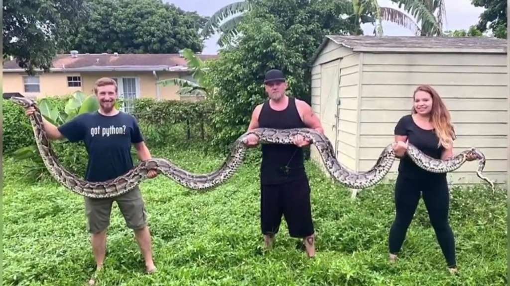 Python hunters capture nearly 20footlong snake in Florida Everglades