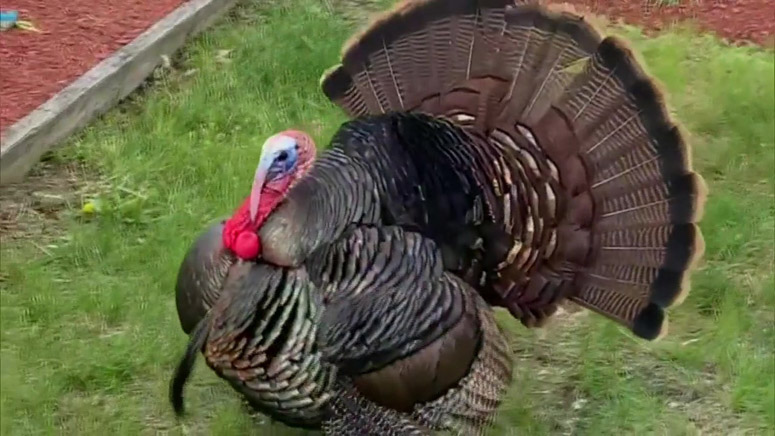 fierce fowl aggressive turkey terrorizing hyde park residents boston news weather sports whdh 7news