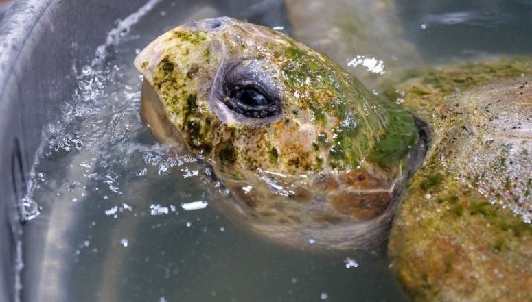 350-pound loggerhead sea turtle dies after being rescued on Cape Cod - Boston News, Weather, Sports | WHDH 7News
