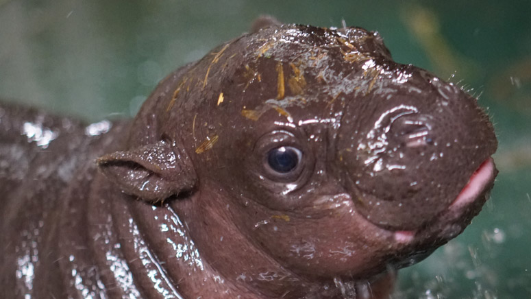 Franklin Park Zoo Hosting Naming Auction For Baby Hippopotamus Boston News Weather Sports Whdh 7news