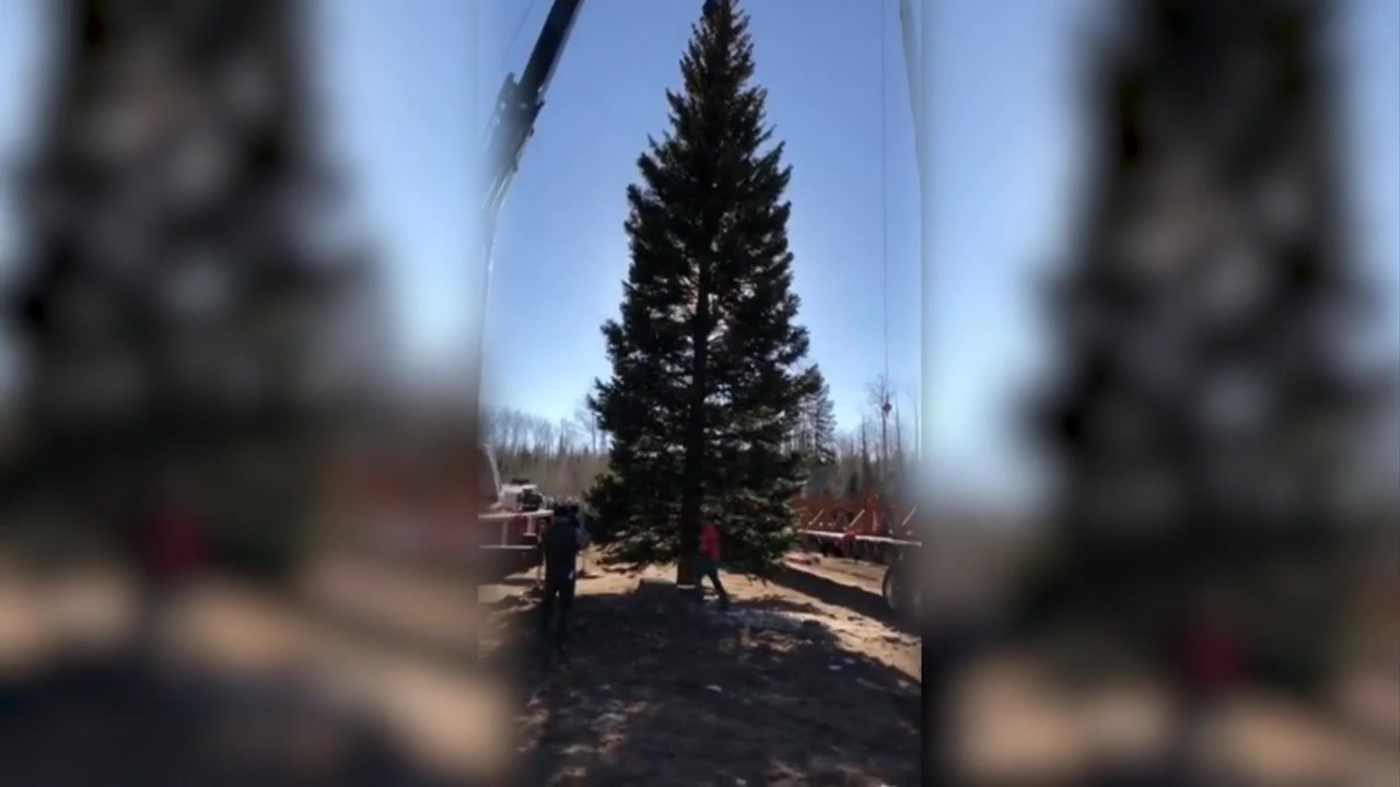 United States Capitol Christmas Tree Cut Down In Colorado - Boston News ...