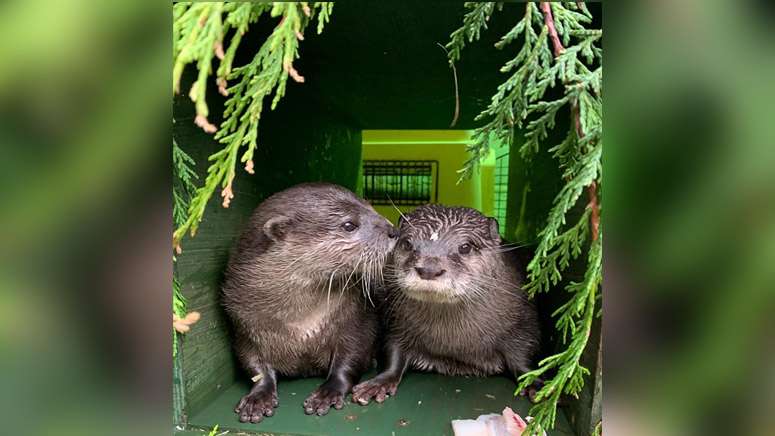 201207-lonely-otters.jpg?quality=60&stri