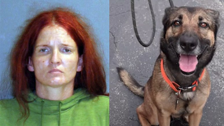 Woman facing animal cruelty charges after throwing dog off balcony ...