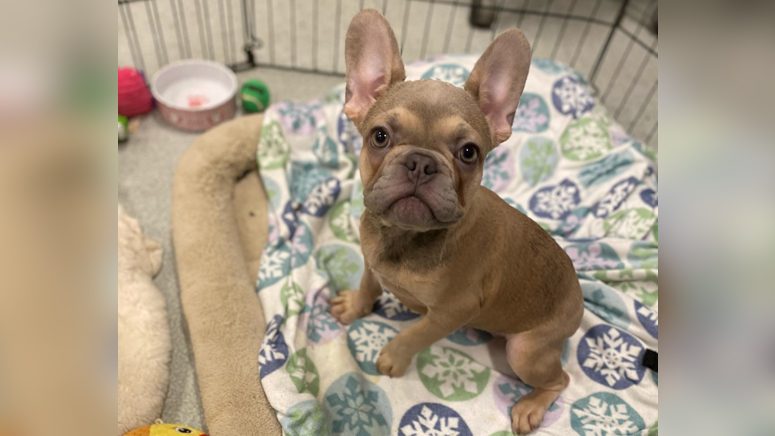 Injured French Bulldog Puppy Surrendered To Mspca Will Soon Be In Need Of New Home Boston News Weather Sports Whdh 7news