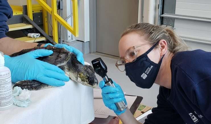Endangered sea turtles found on Cape Cod receiving treatment at Mystic ...