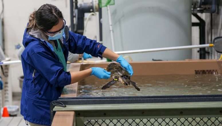 Record number of stranded sea turtles rescued on Cape Cod - Boston News ...
