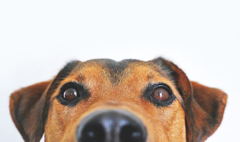 Unleash the hounds! And terriers and lapdogs. The American Kennel Club adds 3 breeds