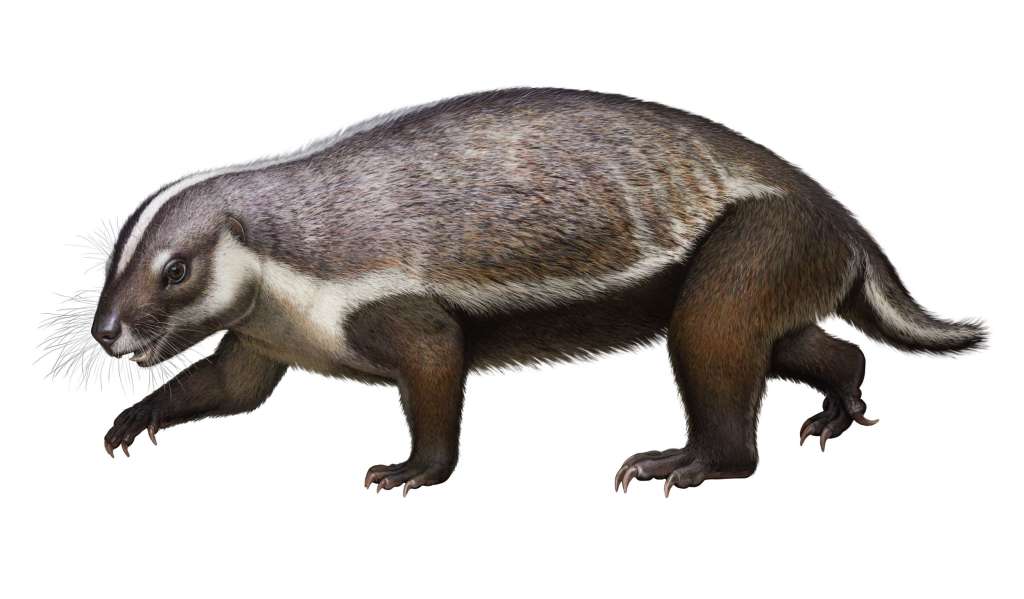 Mammal Fossil