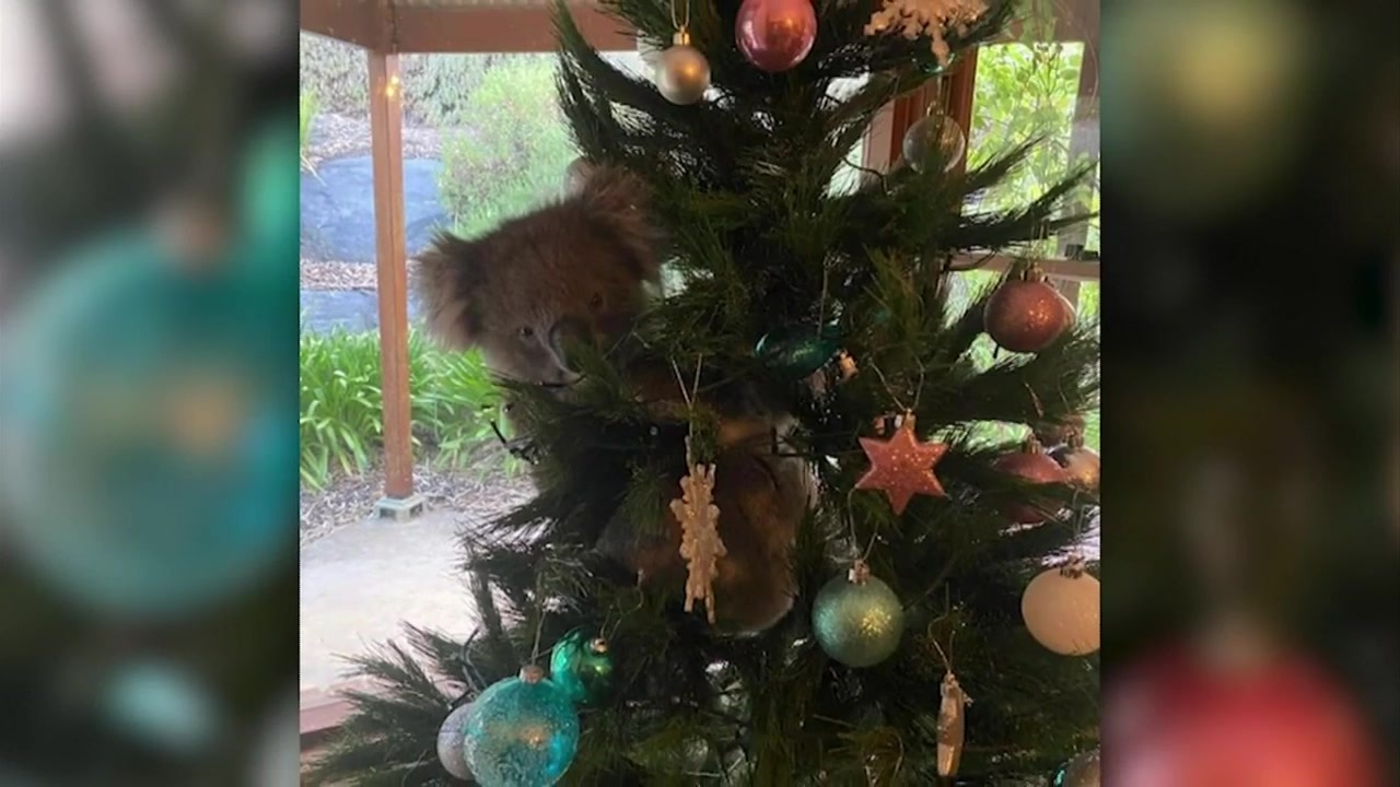 Curious Koala Sneaks Into Australian Home And Climbs Christmas Tree – Boston News, Weather, Sports | Whdh 7News