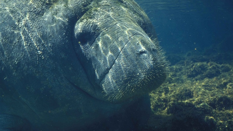 Officials: Manatee in Florida had 'Trump' scraped on back - Boston News, Weather, Sports | WHDH ...