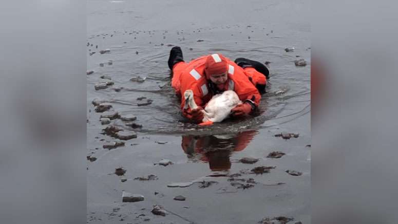 Westport firefighters rescue injured swan trapped in shallow, icy water ...