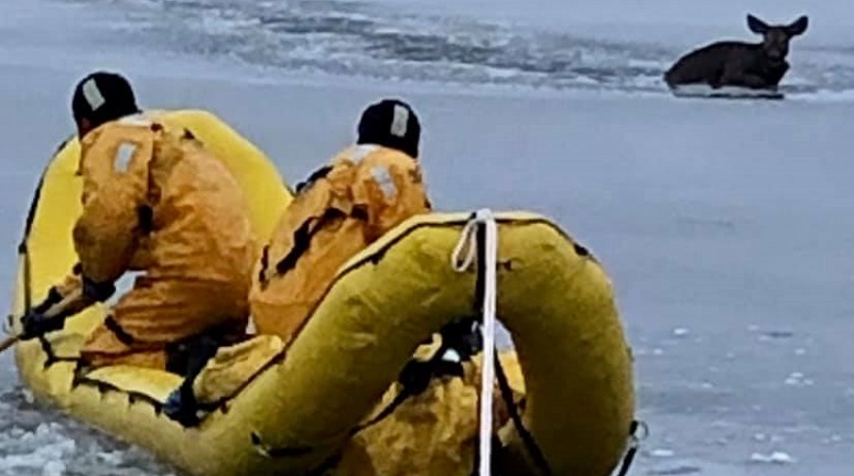 Firefighters rescue deer that fell through ice on lake in Westborough