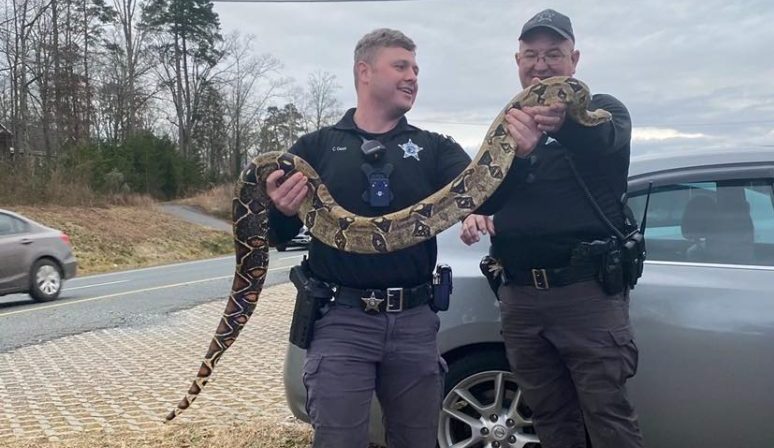 Whoa Boa Constrictor Stuck In Car Dashboard Freed Unharmed Boston News Weather Sports 