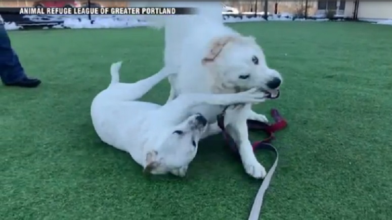 New England dogs to take national stage during Puppy Bowl ...