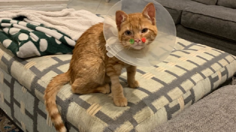 Cat with buttons on face to carry sutures in place continues recovering from canine assault – Boston Information, Climate, Sports activities
