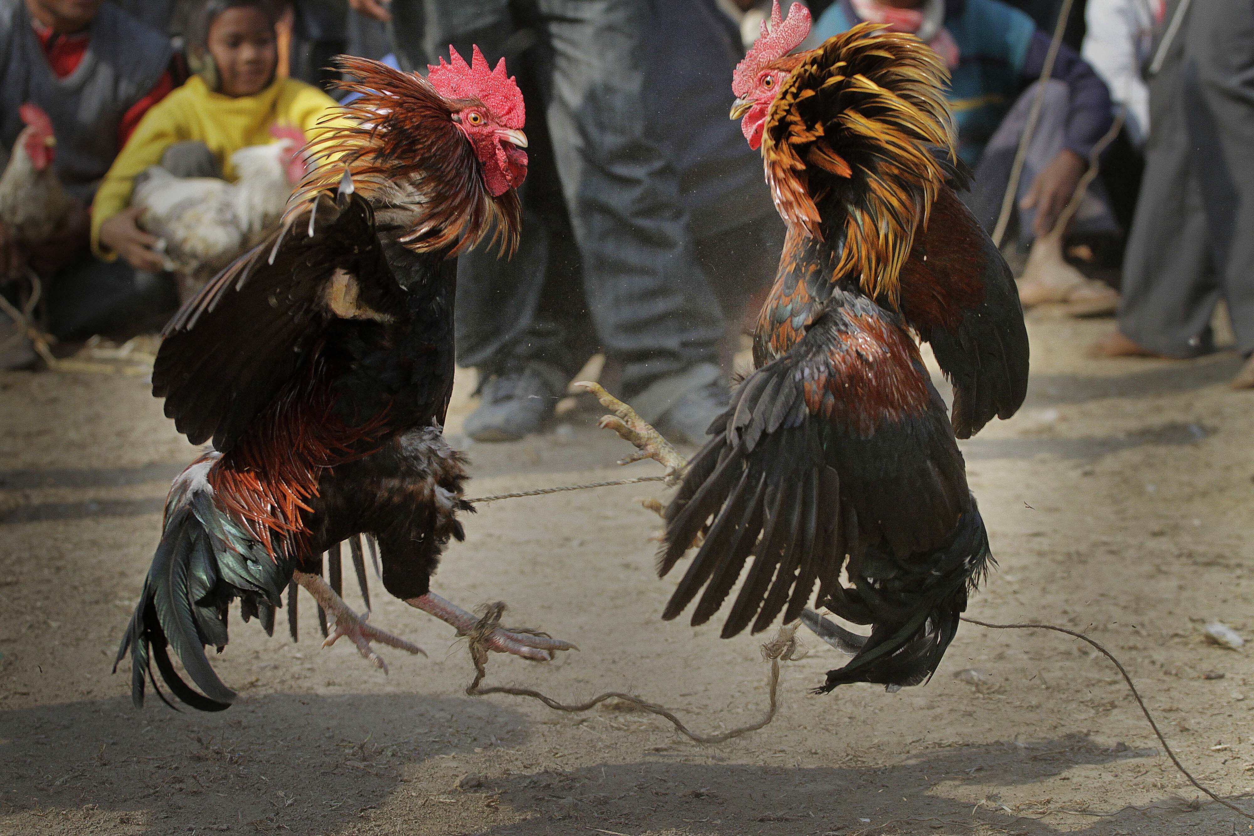 Hood Chick Fights