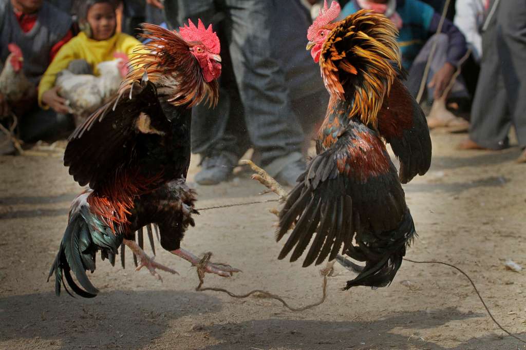 Man killed by cock with blade attached to his leg during illegal cockfighting – Boston News, Weather, Sports