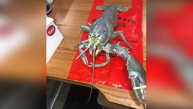 Boston seafood restaurant catches extremely rare albino lobster