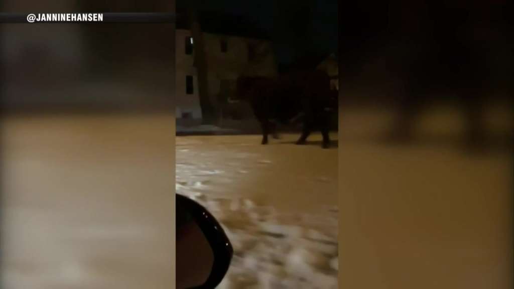 Cow that got loose on way to slaughterhouse seen roaming around RI neighborhood