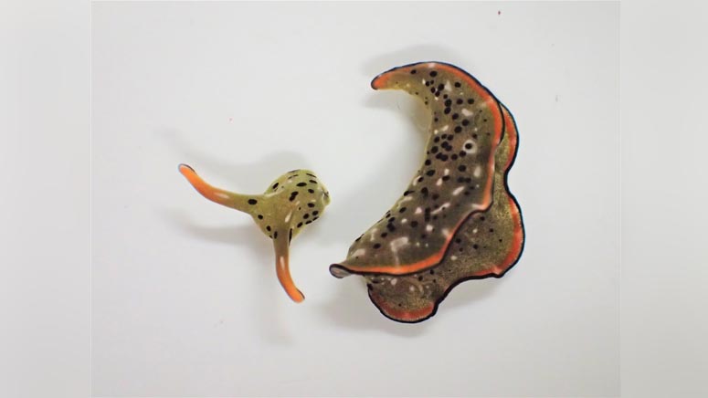 Decomposing Slug These sea slugs can self-decapitate and grow a new body - Boston News ...