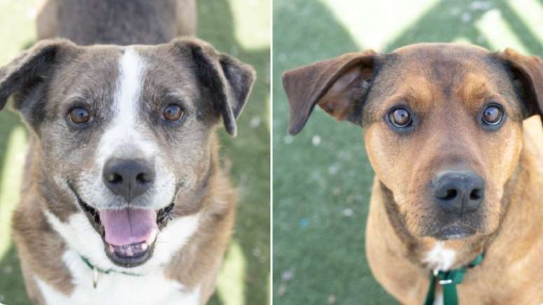 42 dogs transported from storm-struck Texas to Mass. to find loving ...