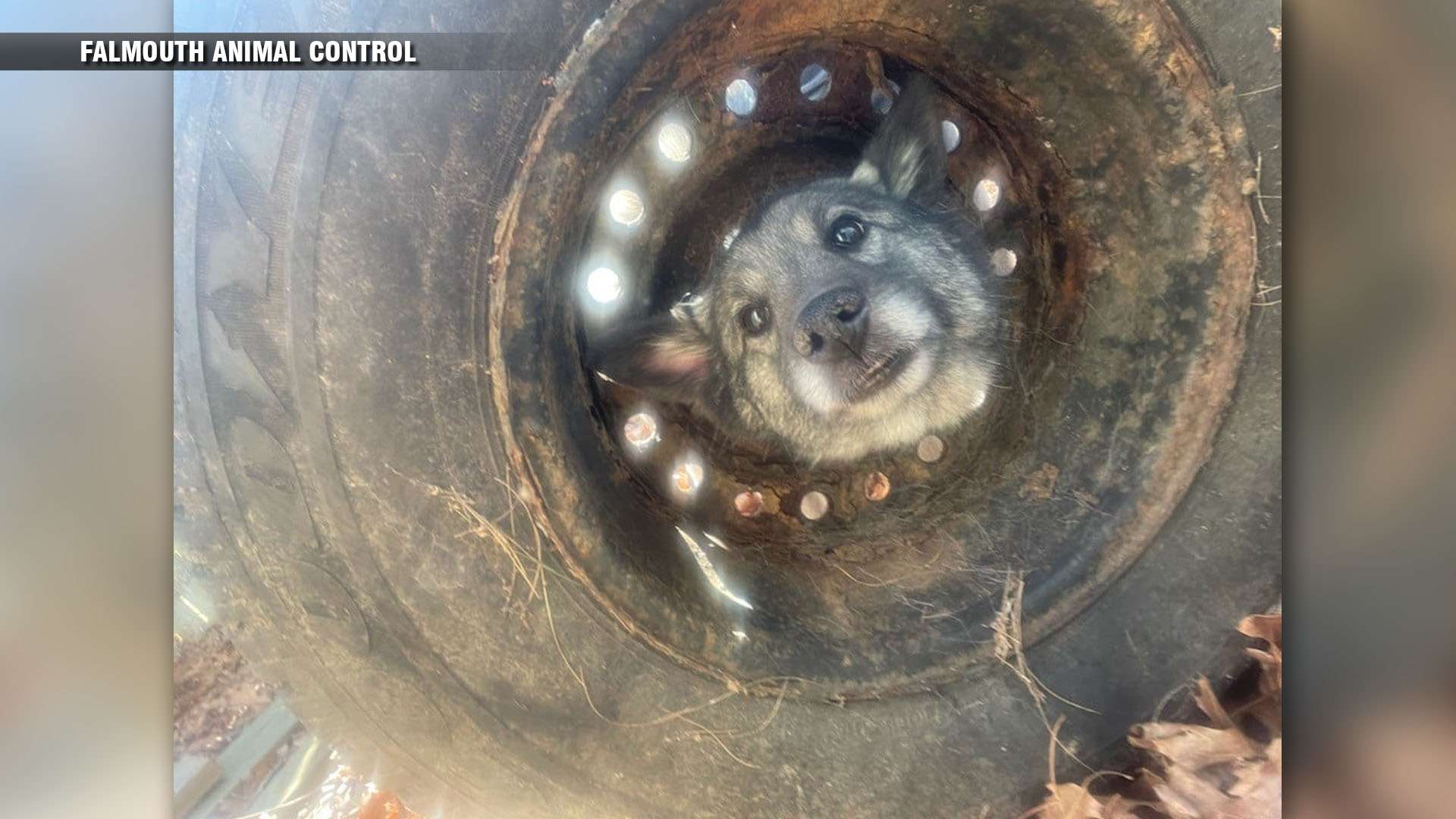 Crews rescue dog whose head got stuck in old tire in Falmouth - Boston ...