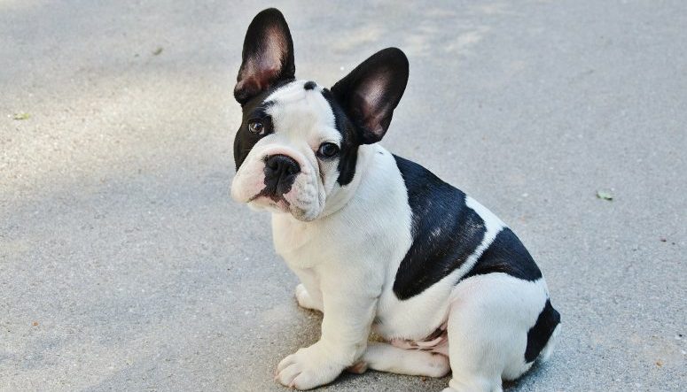 French bulldog sale webbed feet