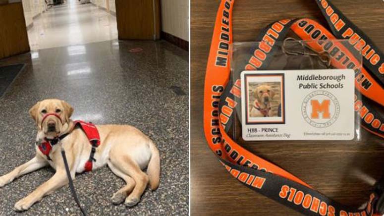 Middleboro Public Schools welcome four legged staff member Boston