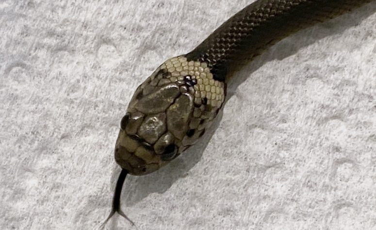 sydney man finds snake in lettuce