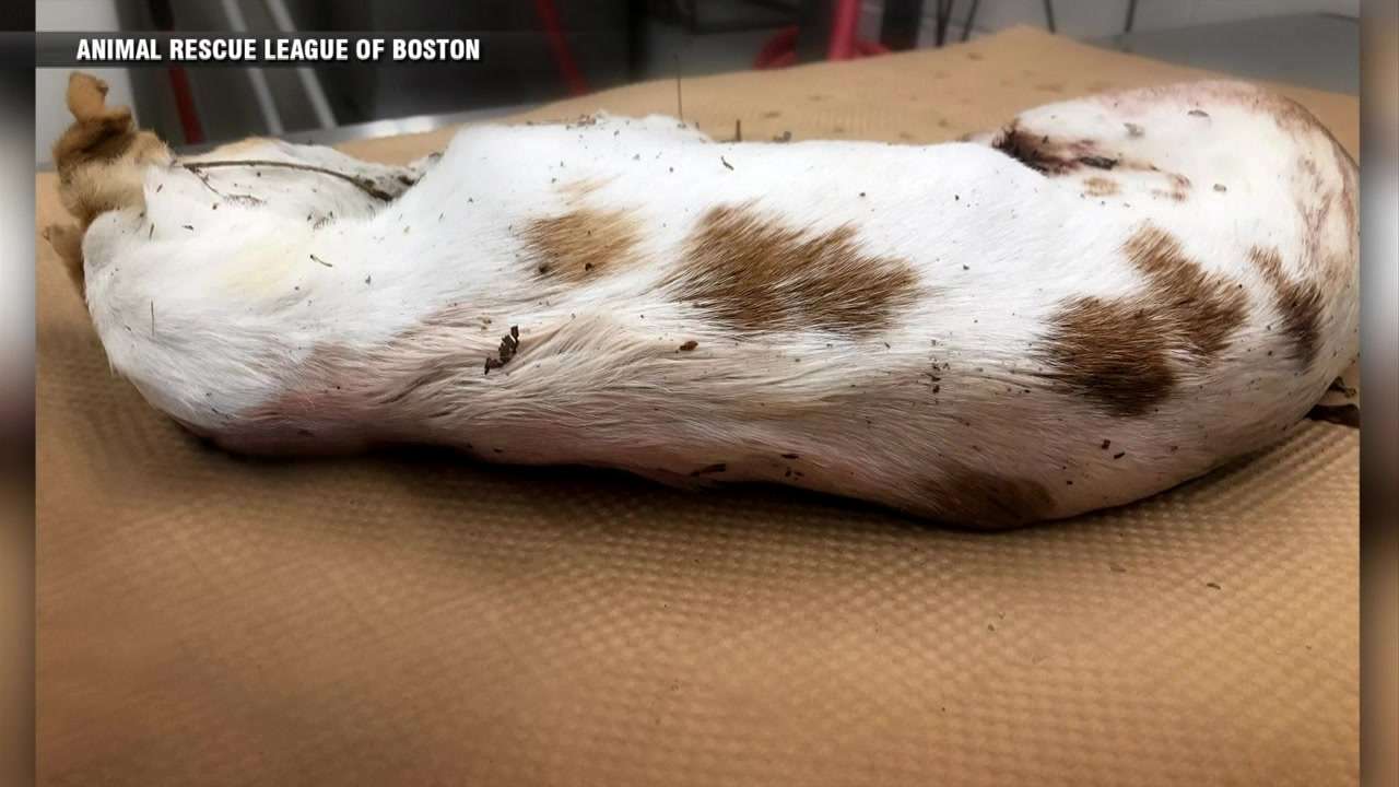 Necropsy reveals dog found dead in plastic bag in Lawrence suffered ...