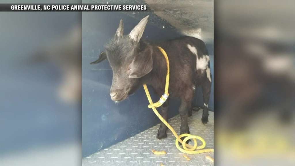 Goat who tried breaking into home placed on house arrest ...