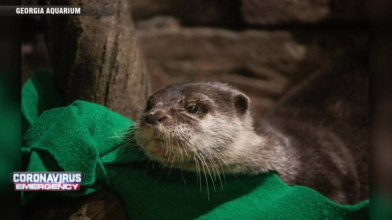 Otters at Aquarium test positive for COVID19 Boston News