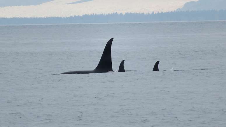 orca whales