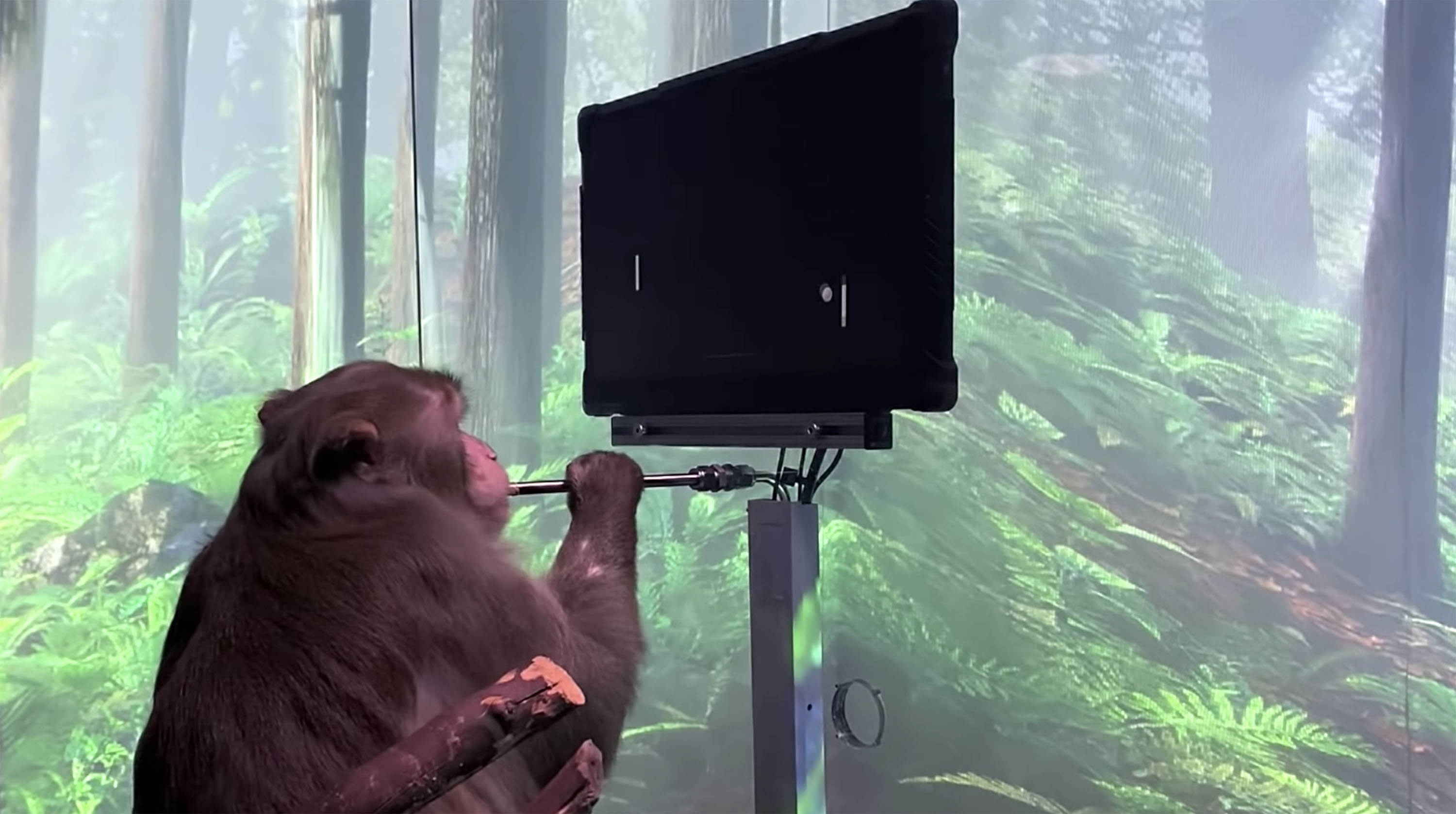 Elon Musk’s Neuralink claims monkeys can play Pong using just their