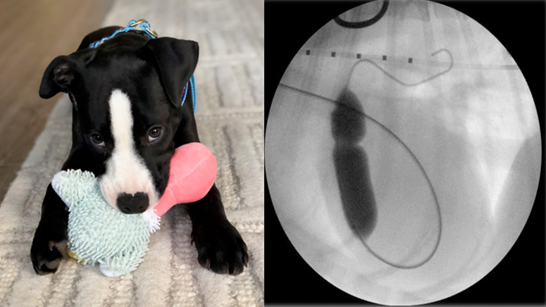 Mspca Raising Money To Help Fund Life Saving Surgery For Gravely Ill Puppy With Congenital Heart Condition Boston News Weather Sports Whdh 7news Like always, animal lovers know. mspca raising money to help fund life