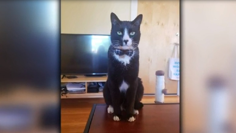 mspca death of cat found bound shot