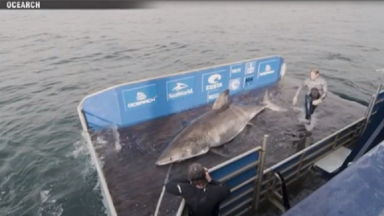 Happy Mother’s Day: Pregnant Great White shark could be headed for East