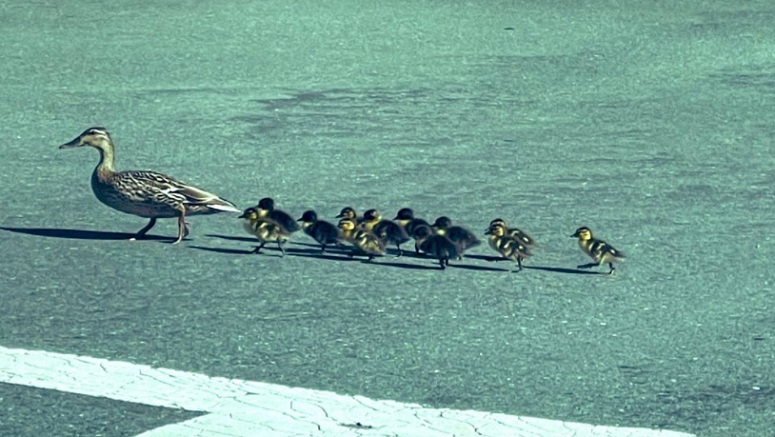 Officers reunite mother duck with ducklings found in storm drain in ...