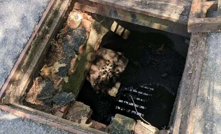 Officer rescues 15 ducklings from storm drain in Andover - Boston News ...