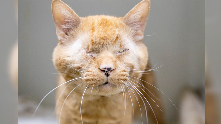 Cat who had eyes removed due to medical condition searching for forever ...