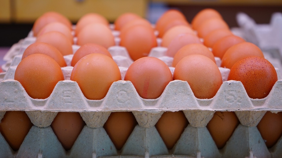 Deadly avian flu sends egg prices soaring Boston News, Weather
