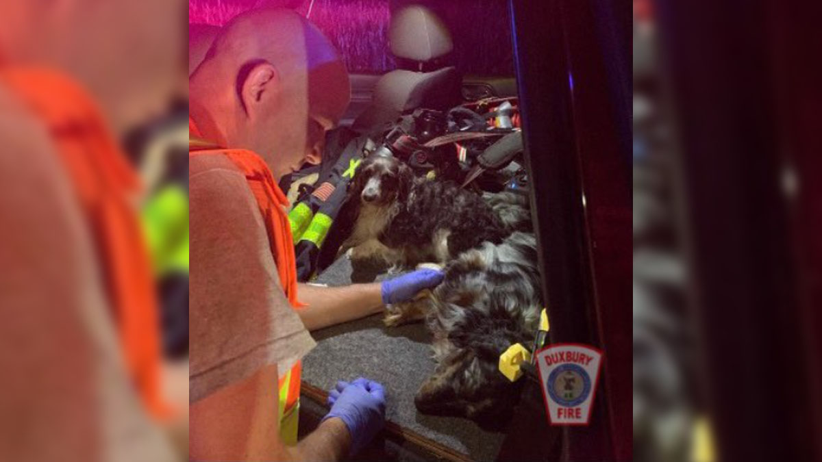 Duxbury paramedics comfort dogs involved in car crash Boston News