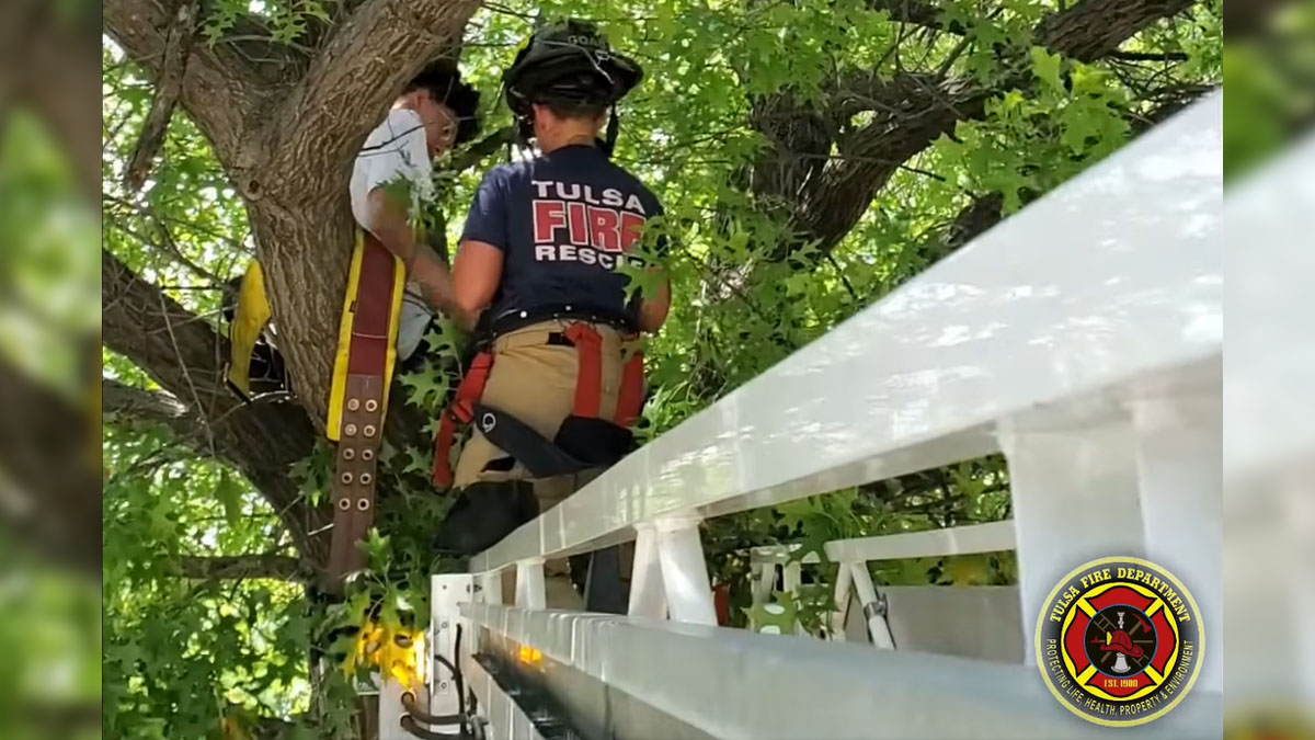 cat in a tree rescue