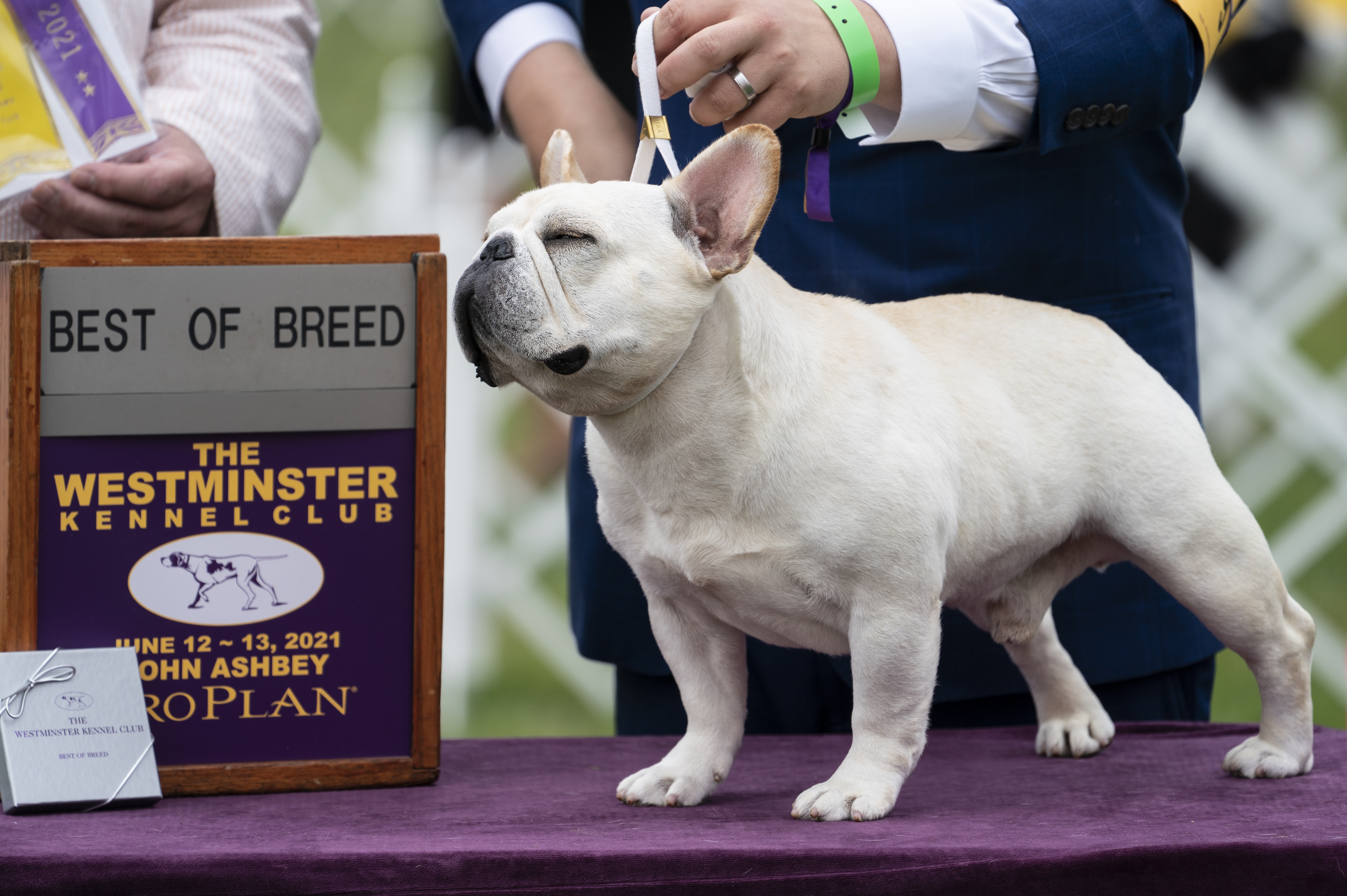 Westminster Dog Show Gets 4 Finalists, And One Has NFL Ties - Boston ...