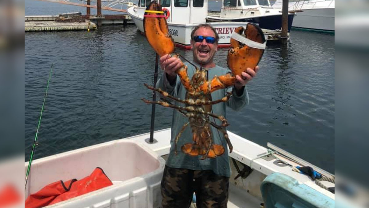 TBT  Chef learns lobstering from Maine Lobsterman