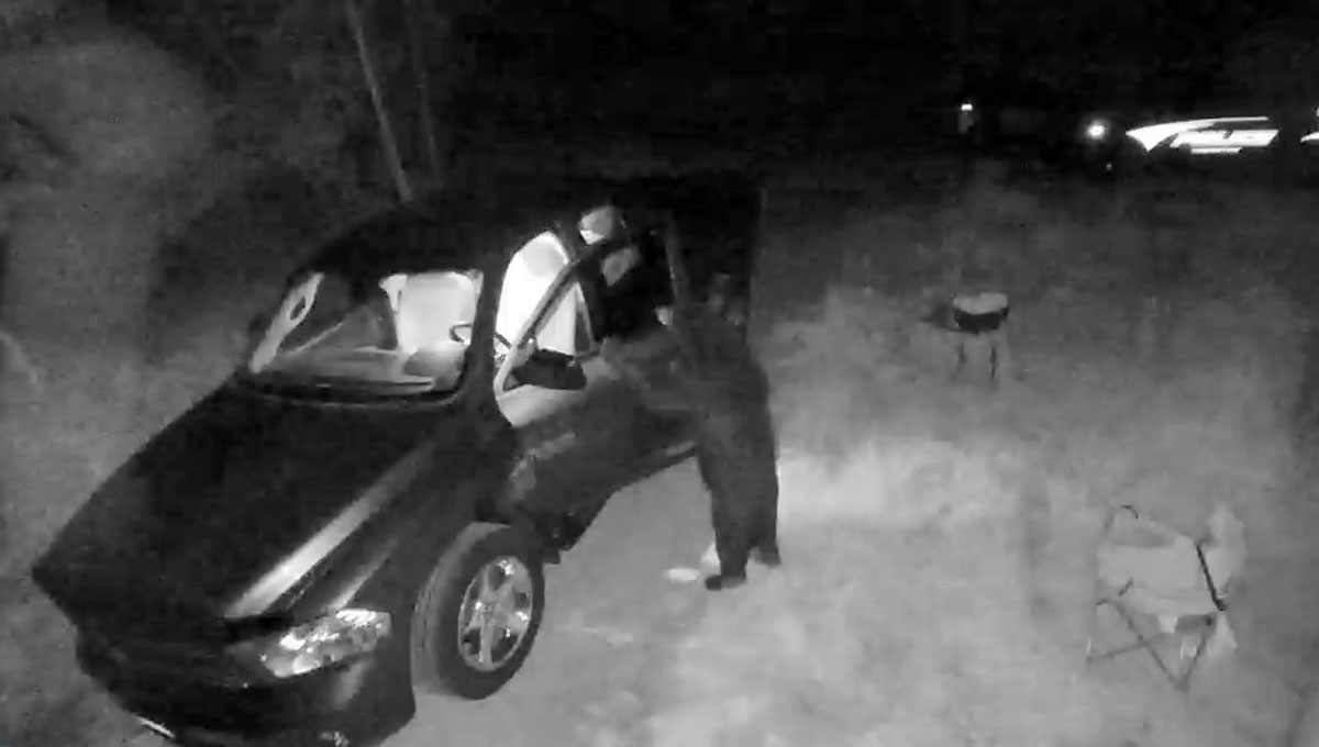 WATCH: Police Issue Warning After Bear Caught On Video Breaking Into ...