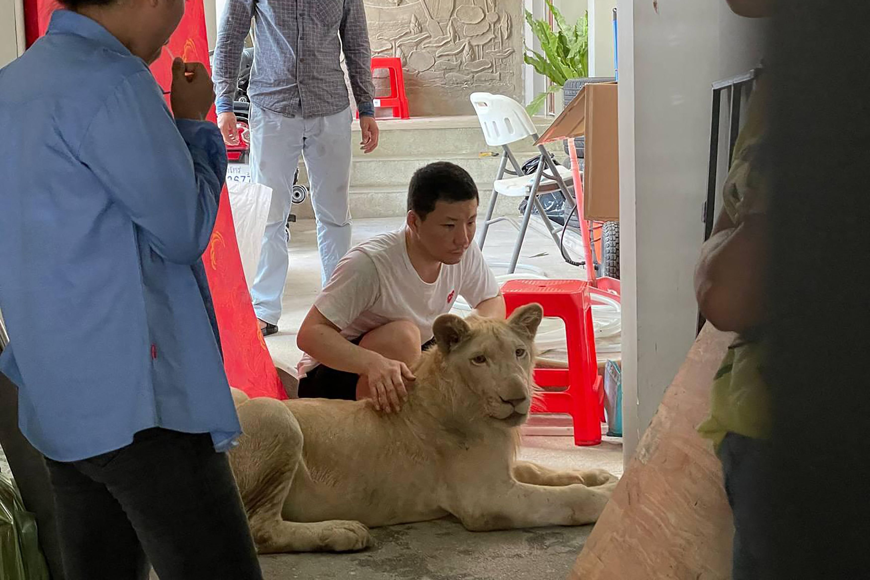 Cambodian authorities seize pet lion after spotting it on TikTok ...