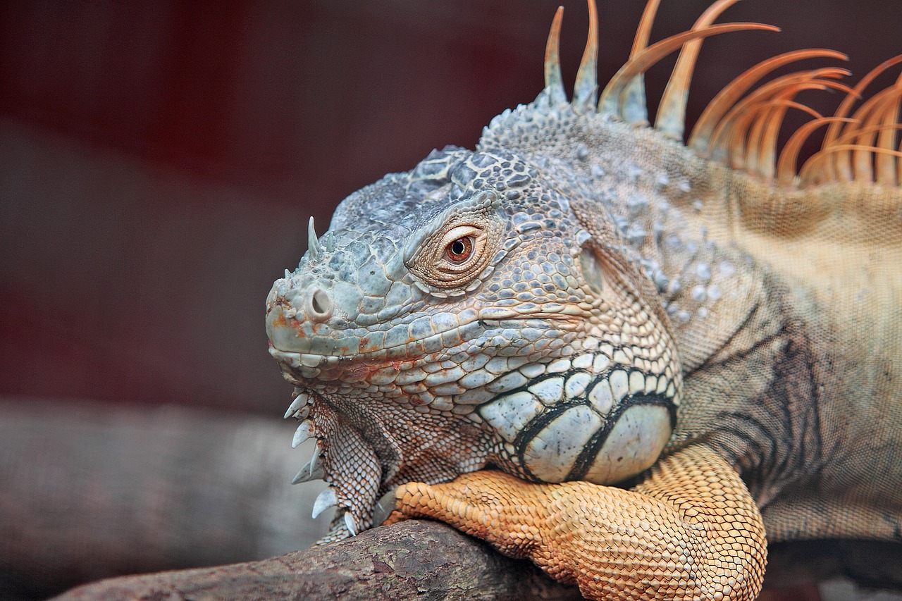 A man accused of killing an iguana wanted the charge dismissed based on