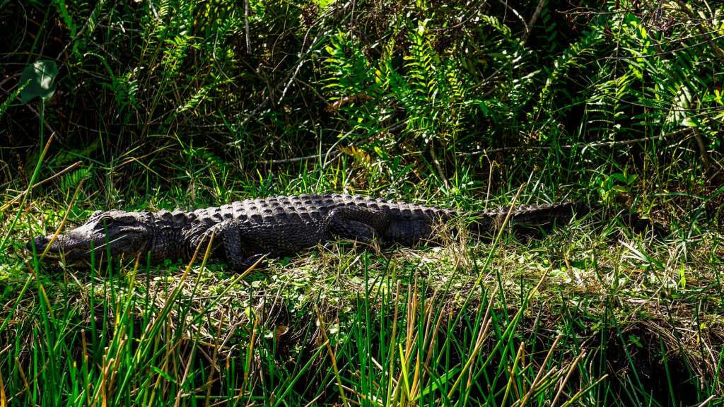 black crocodile on green grass